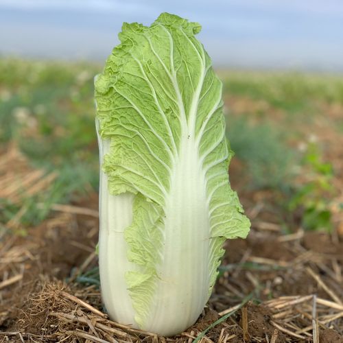 Photo de: Chou Chinois